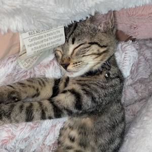 Meet your Posher, Allison